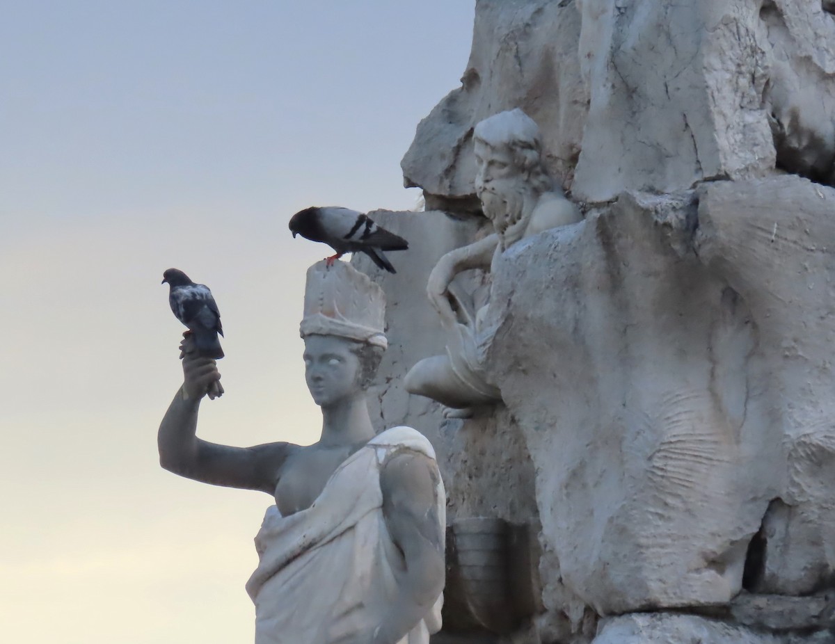 Rock Pigeon (Feral Pigeon) - ML620008351