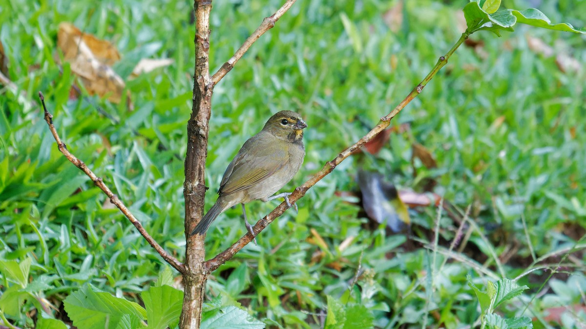 Yellow-faced Grassquit - ML620008352