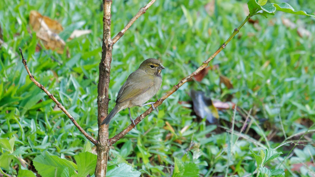 Yellow-faced Grassquit - ML620008353