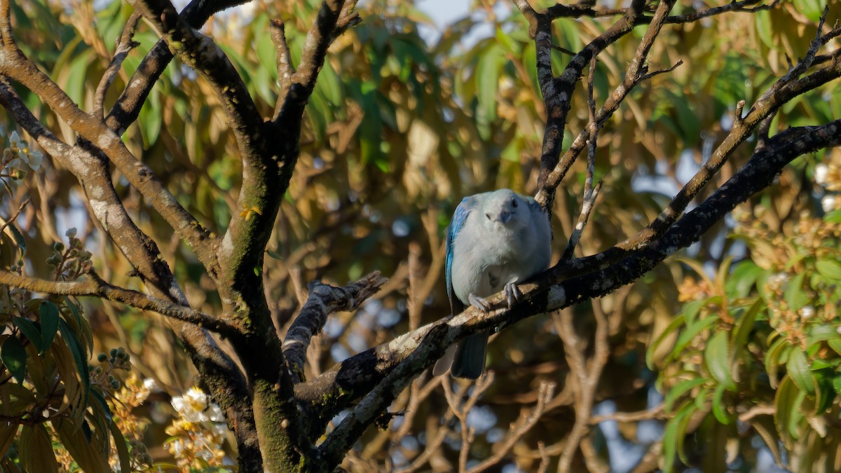 Blue-gray Tanager - ML620008354