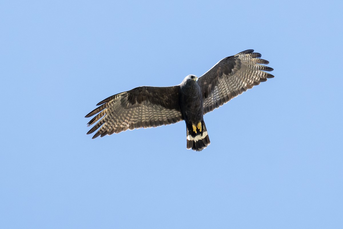 Zone-tailed Hawk - ML620008357