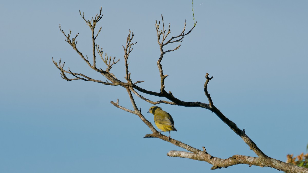 Yellow-crowned Euphonia - ML620008365