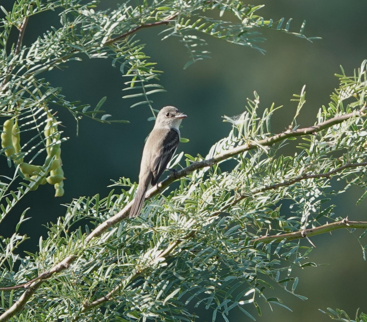 Willow Flycatcher - ML620008368