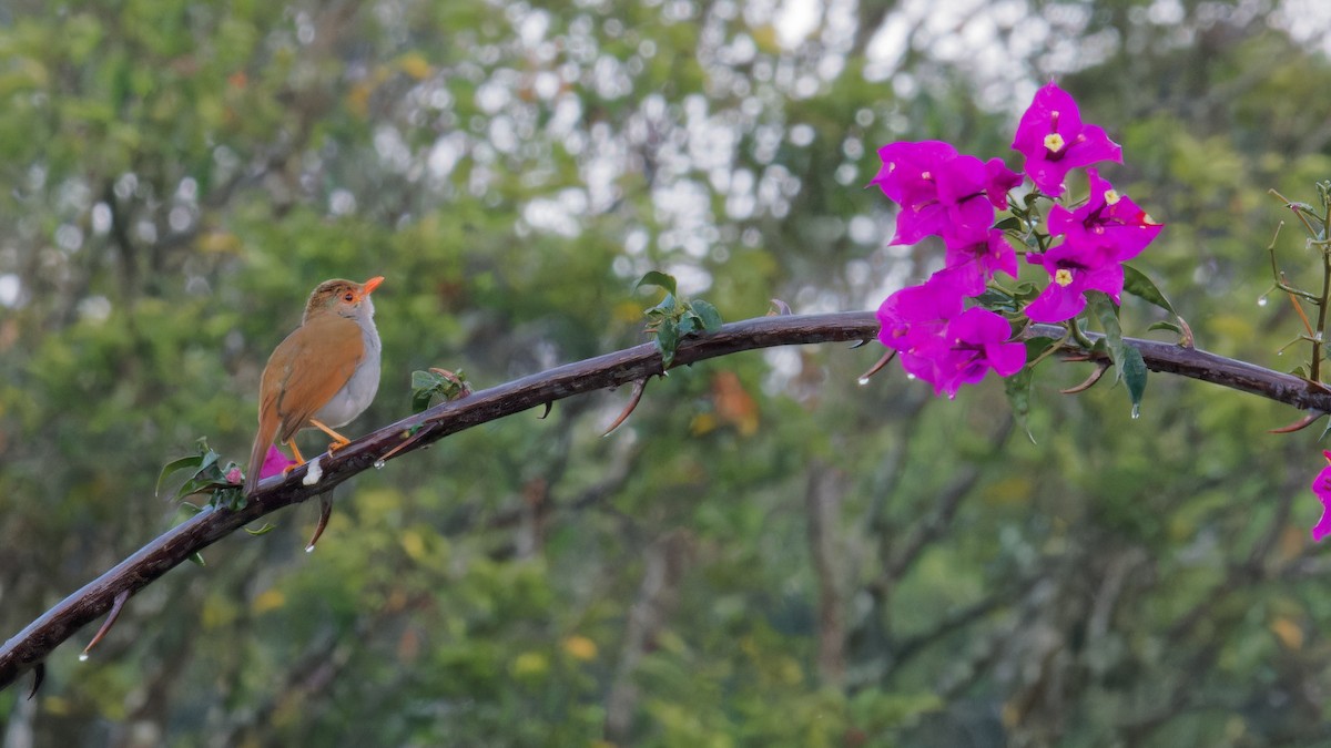 Orange-billed Nightingale-Thrush - Derek Stoll