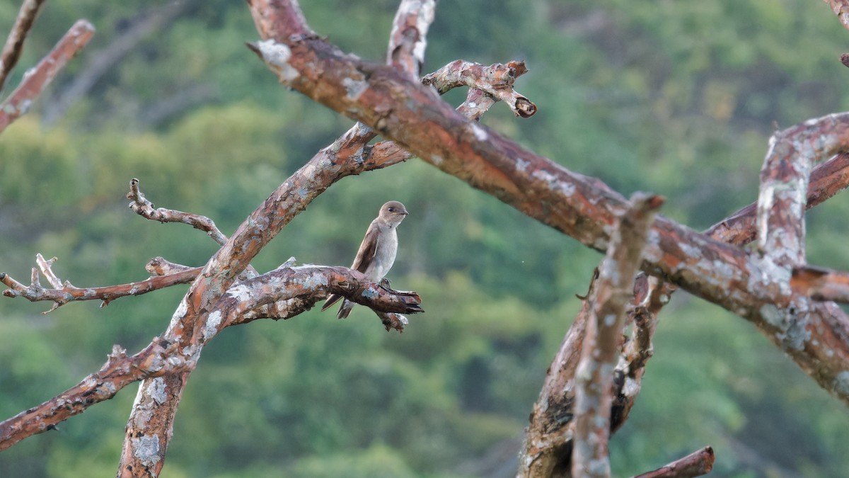 Hirondelle à ailes hérissées - ML620008375