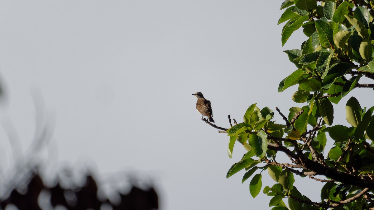 Piratic Flycatcher - ML620008377