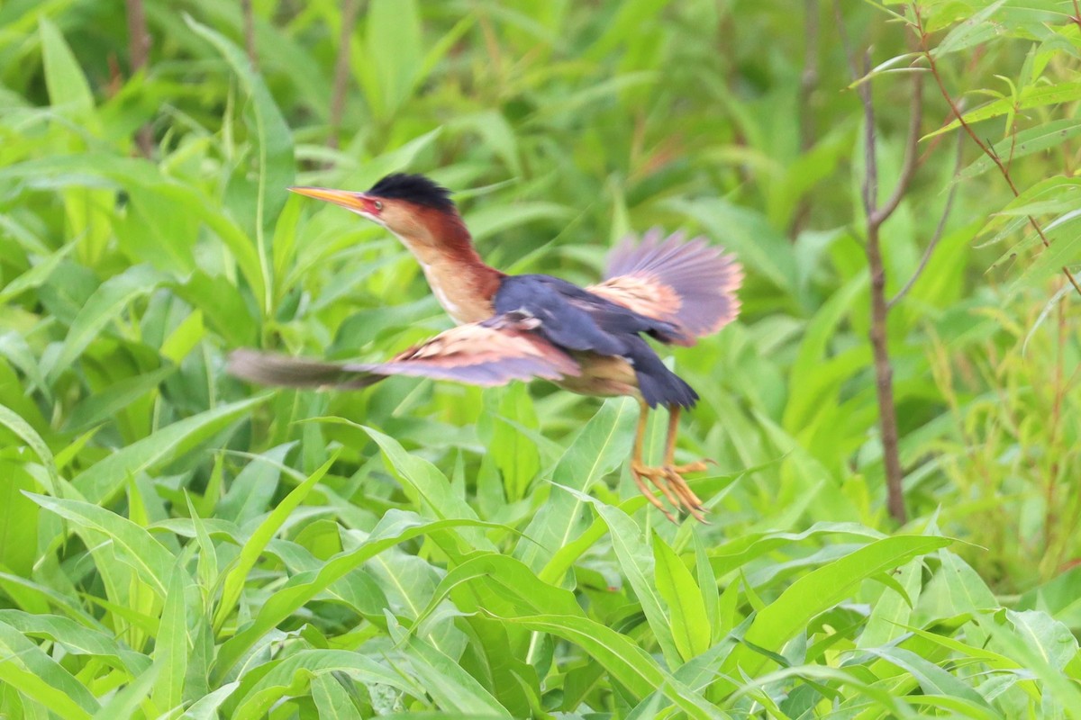 Least Bittern - ML620008378