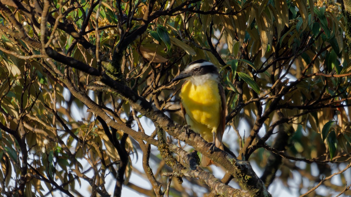 Great Kiskadee - ML620008380