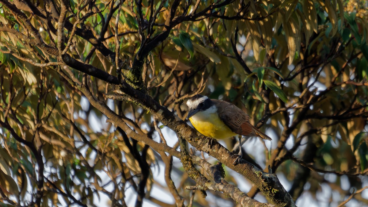 Great Kiskadee - ML620008381