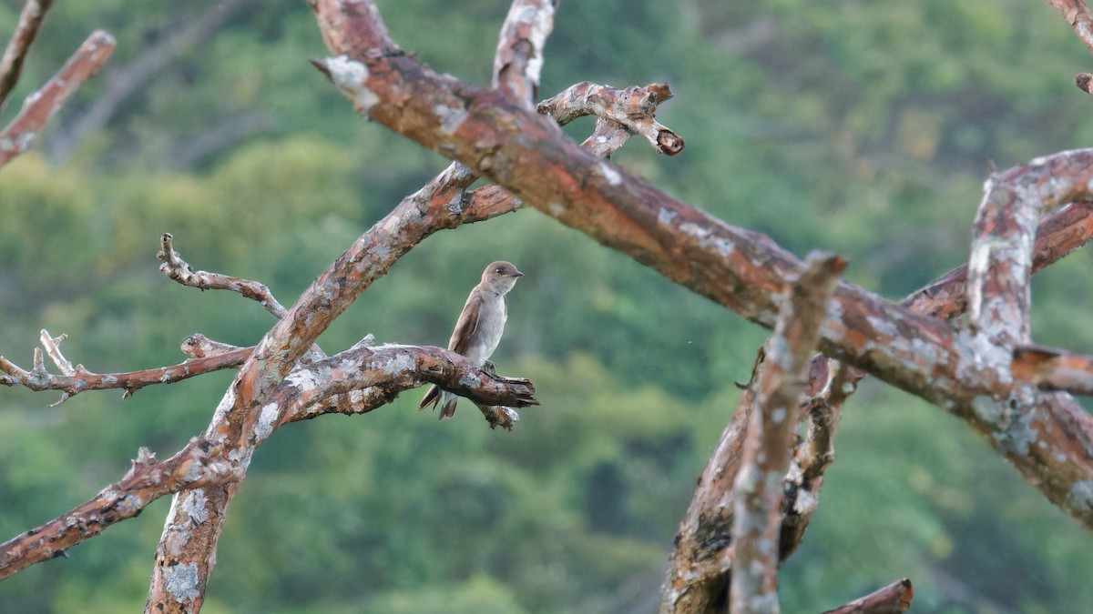 Hirondelle à ailes hérissées - ML620008383