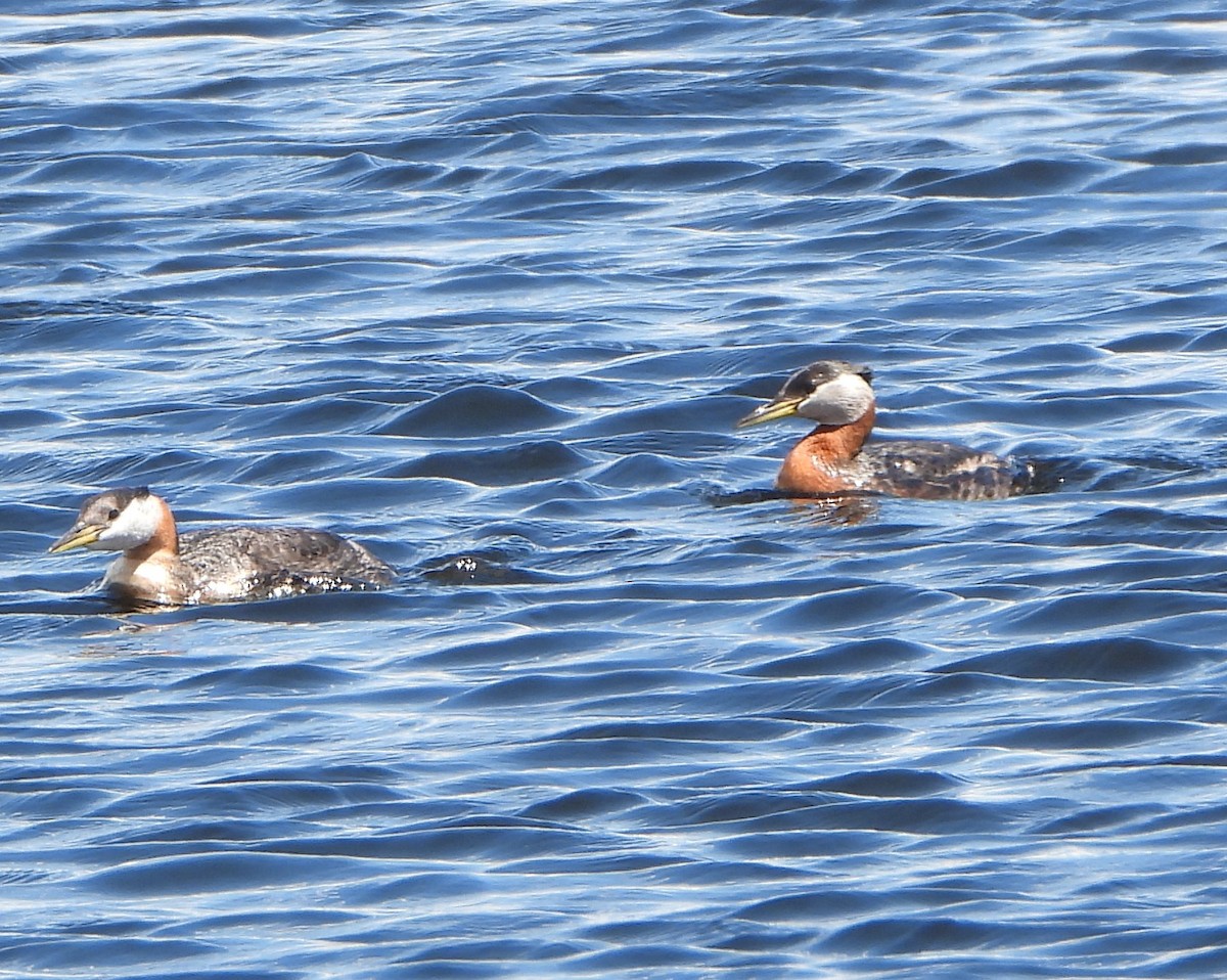 Red-necked Grebe - ML620008384