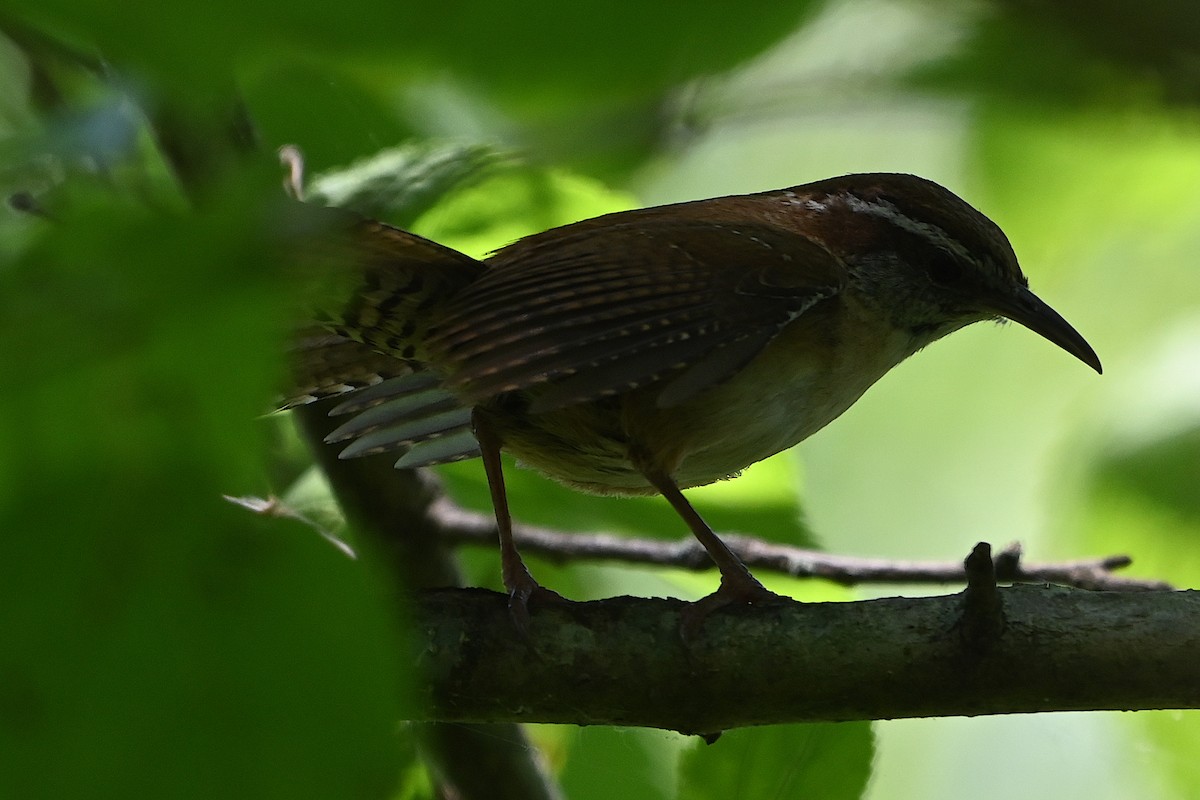 Carolina Wren - ML620008385