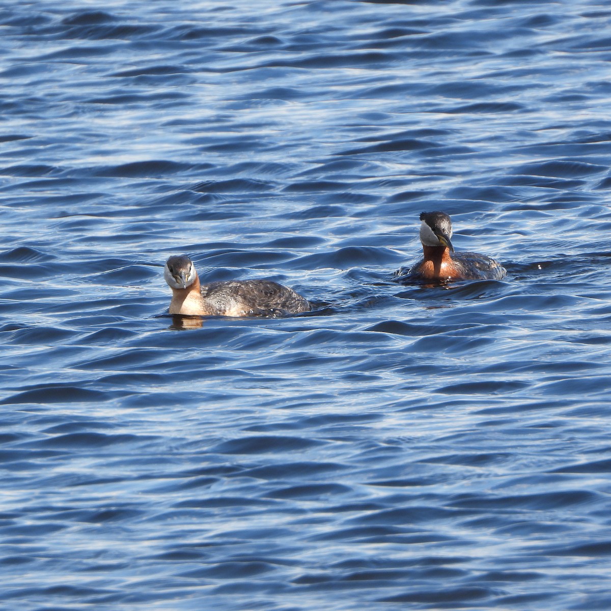 Red-necked Grebe - ML620008386
