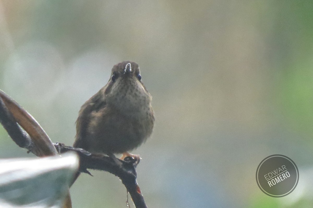 Speckled Hummingbird - ML620008389