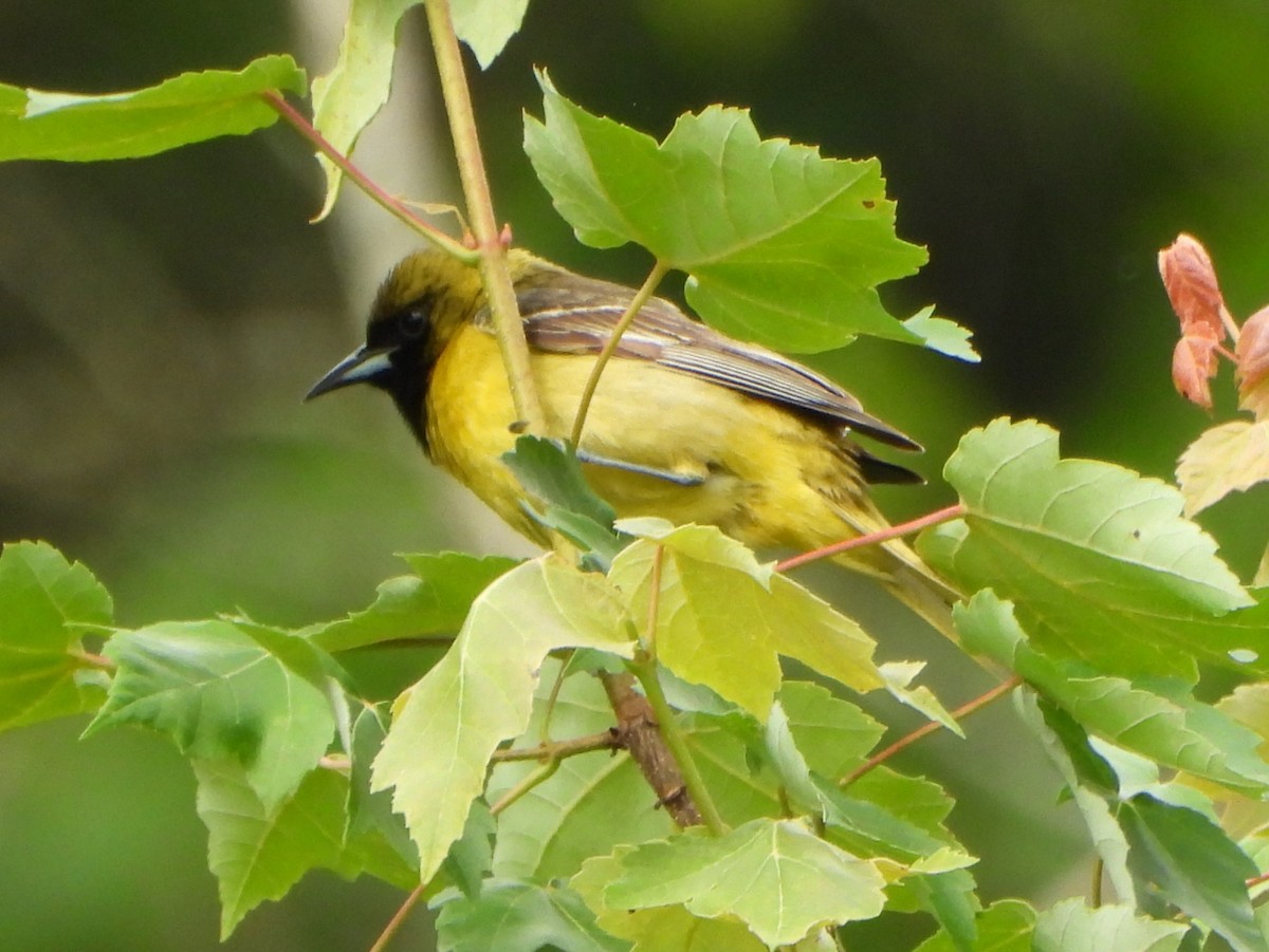 Orchard Oriole - ML620008435