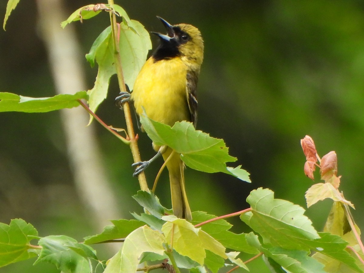 Orchard Oriole - ML620008436