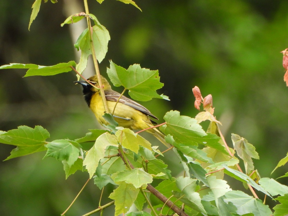 Orchard Oriole - ML620008438