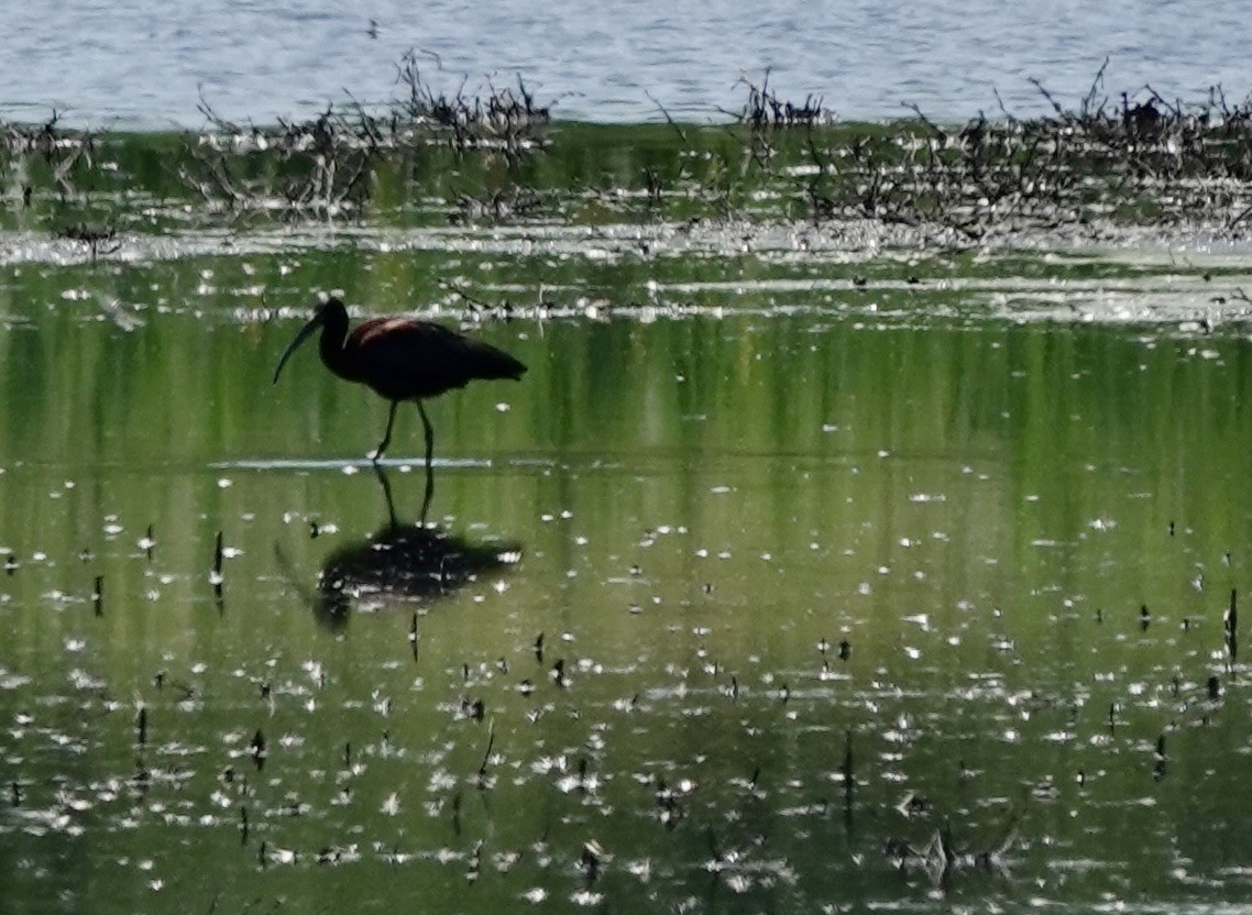 Glossy Ibis - ML620008447