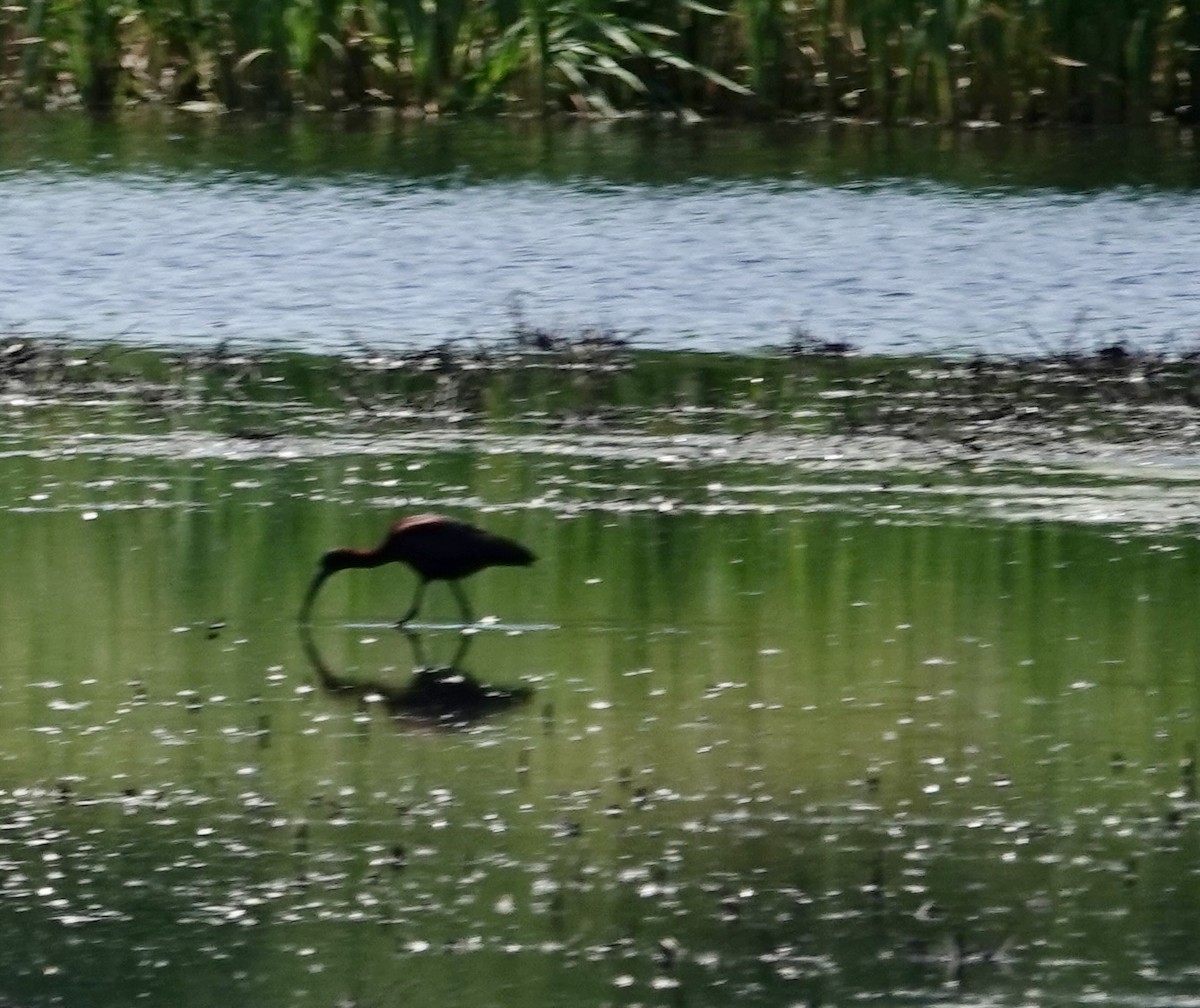 Glossy Ibis - ML620008455