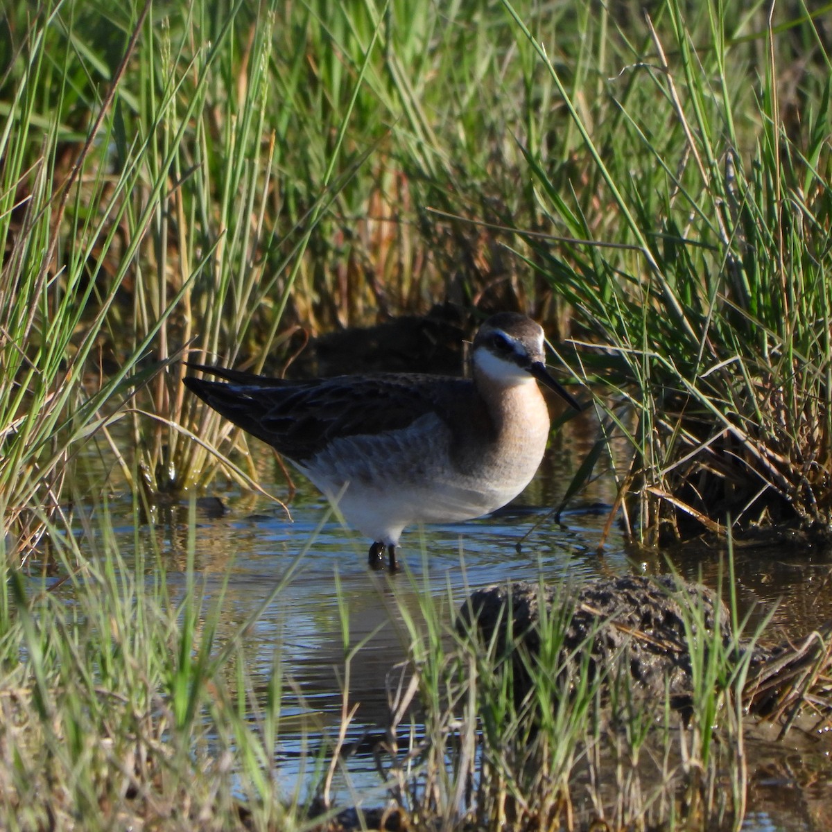 hvithalesvømmesnipe - ML620008471