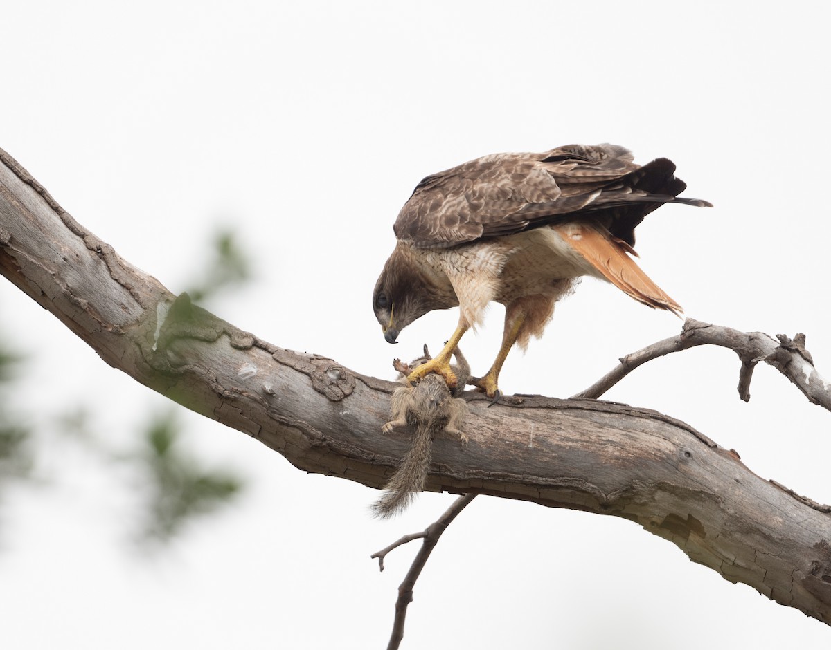 Red-tailed Hawk - ML620008486