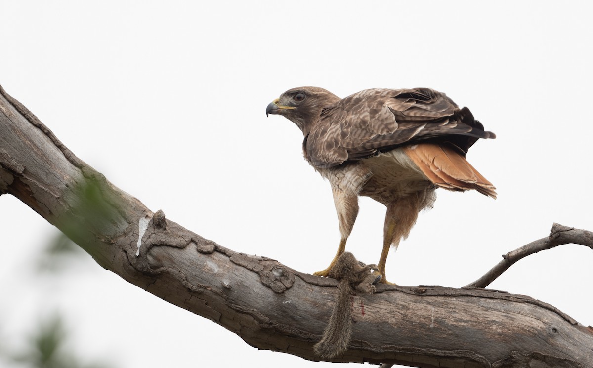 Red-tailed Hawk - ML620008487