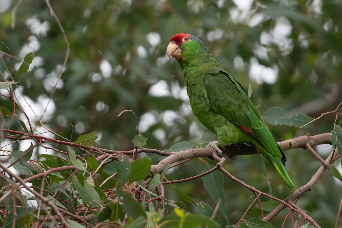 Red-crowned Parrot - ML620008507