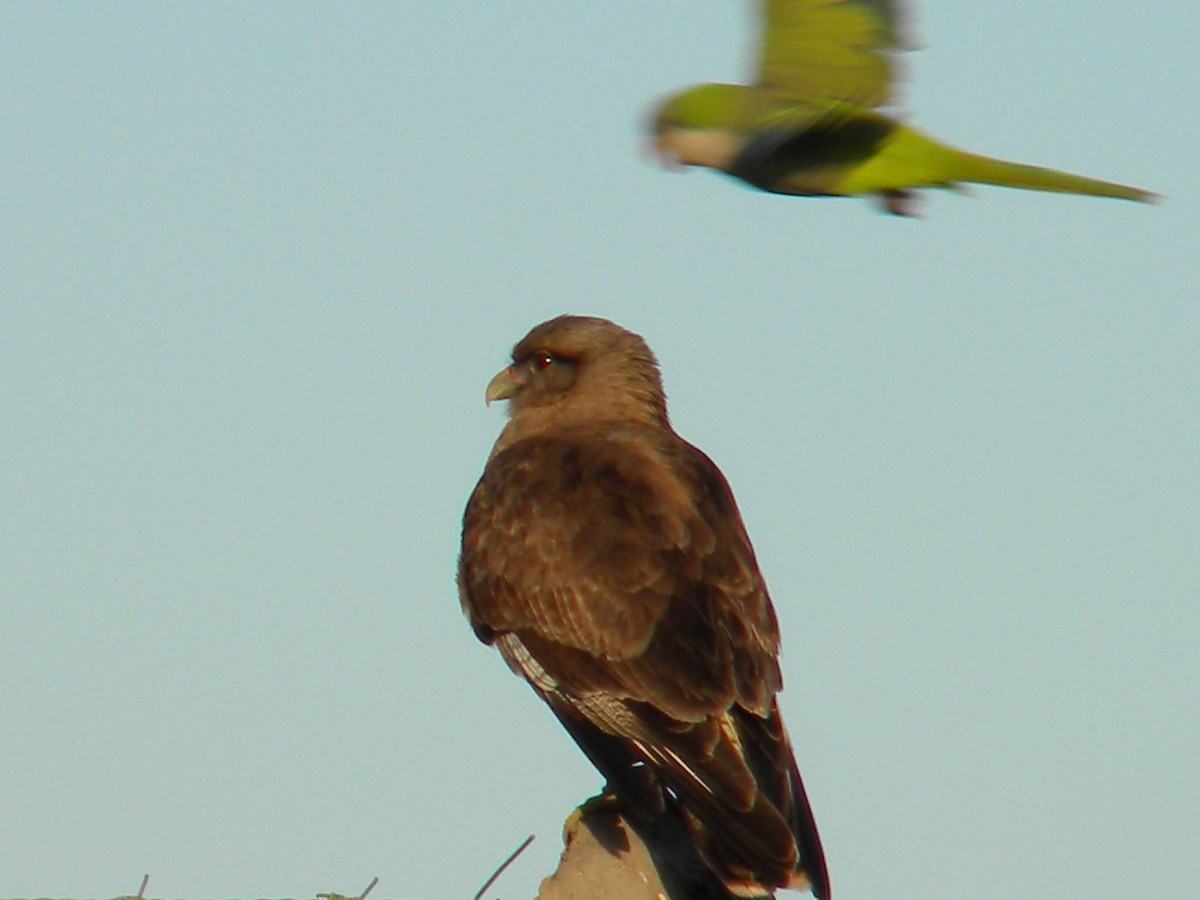 Caracara chimango - ML620008518