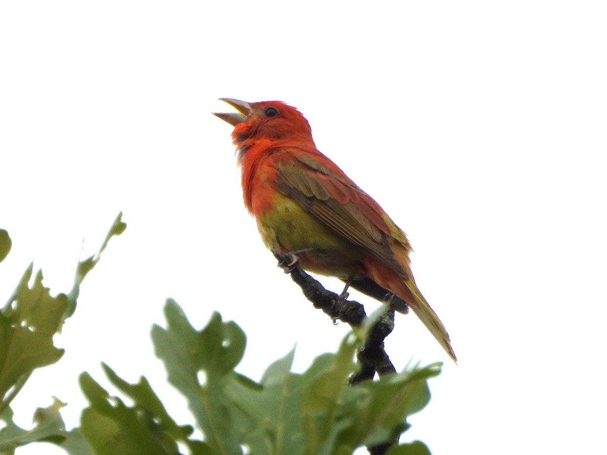 Summer Tanager - ML620008532