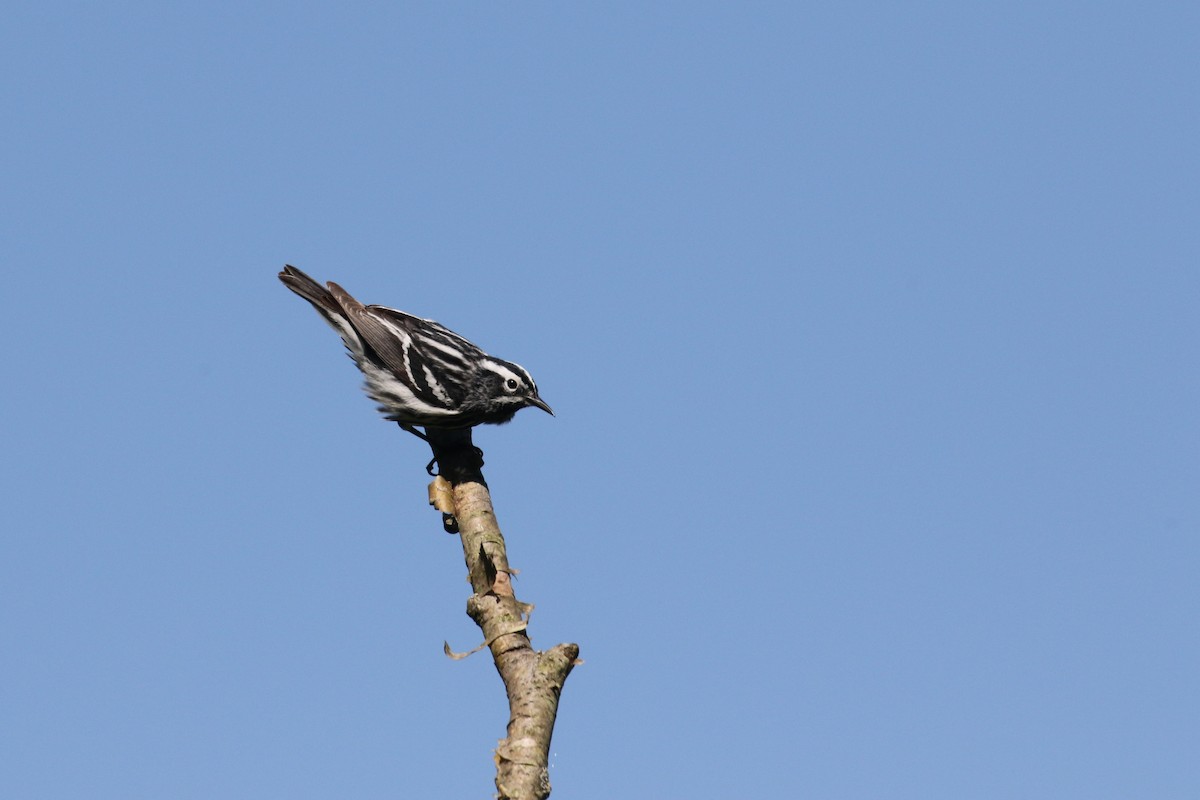 Paruline noir et blanc - ML620008542