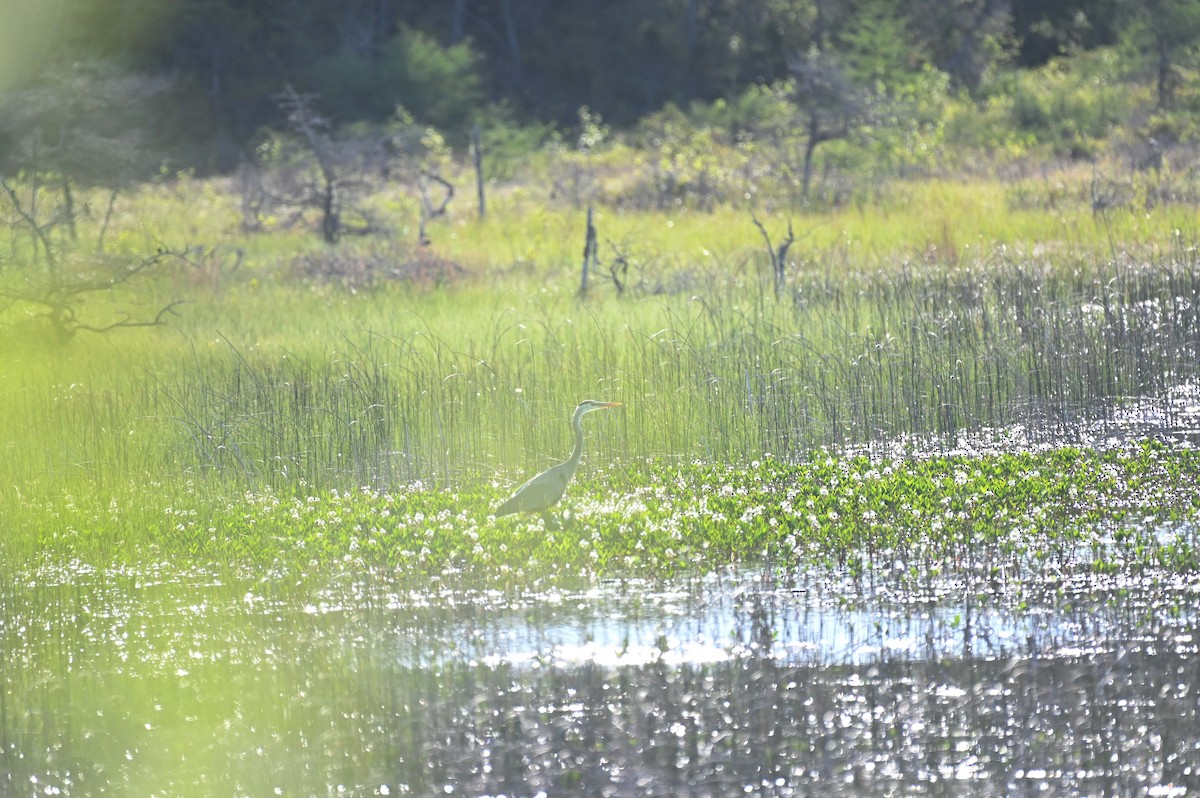 Great Blue Heron - ML620008554