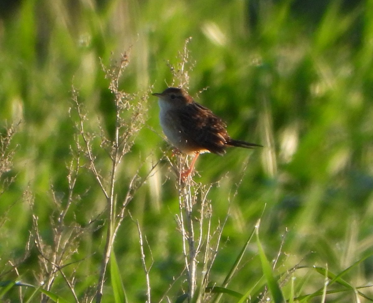 Sedge Wren - ML620008559