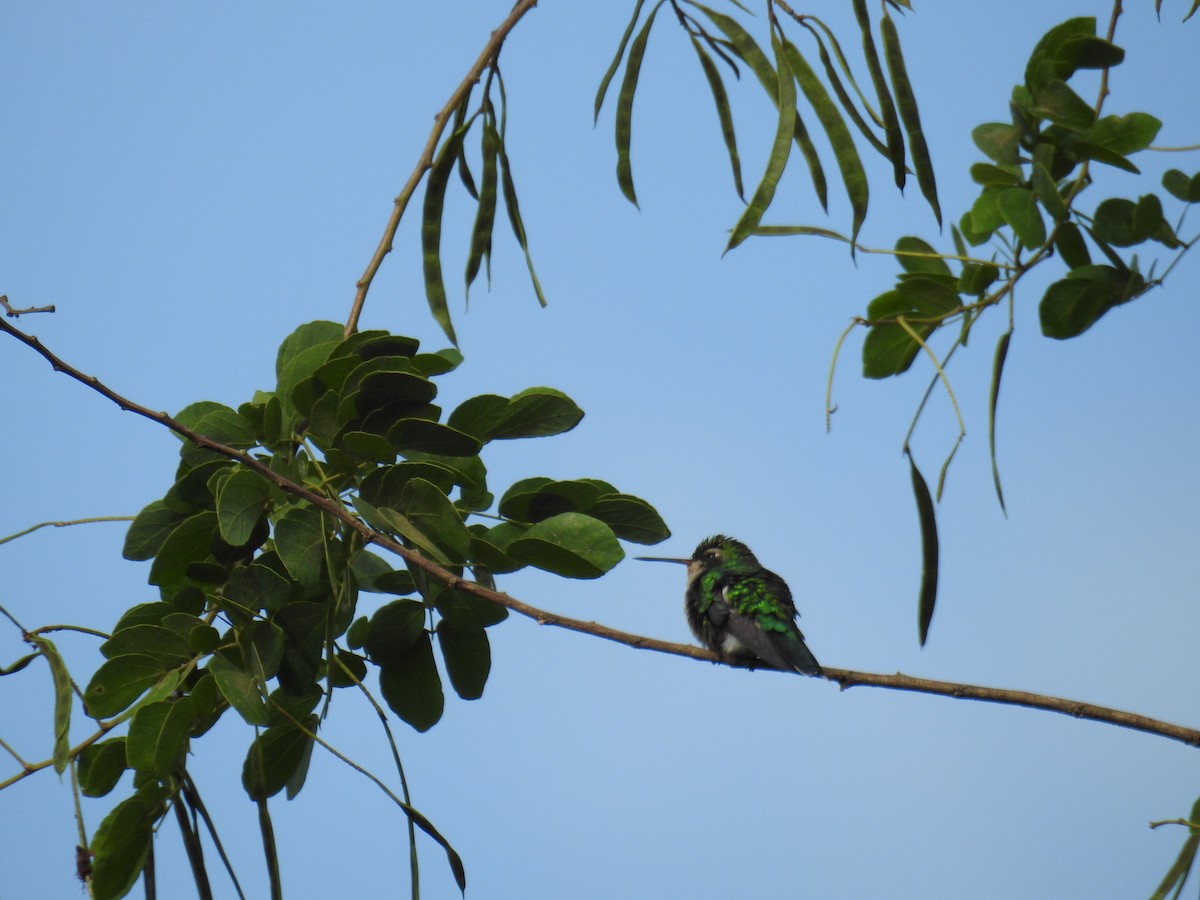 Glittering-bellied Emerald - ML620008563