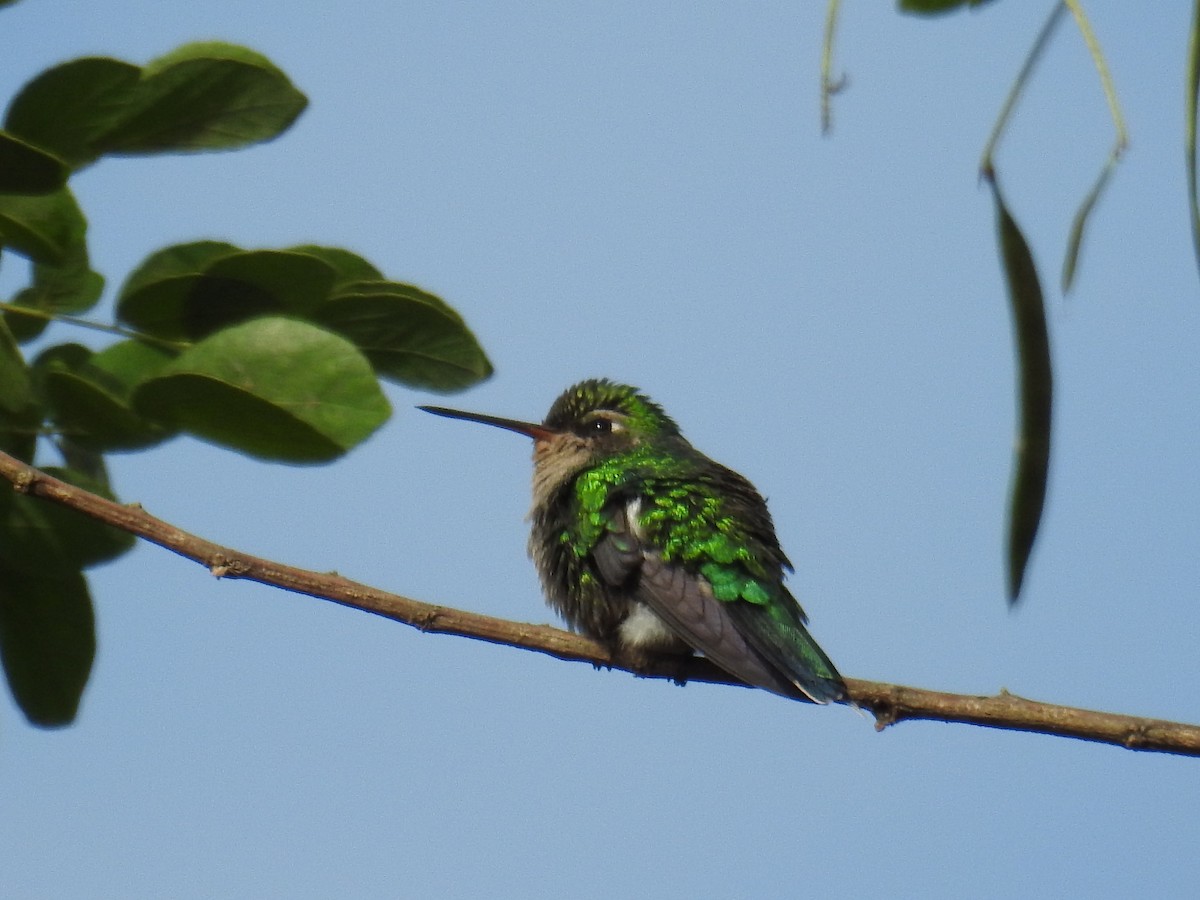 Glittering-bellied Emerald - ML620008565