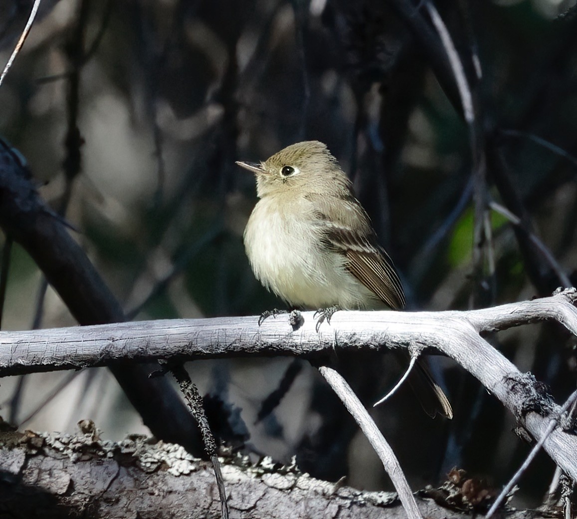 Western Flycatcher - ML620008573