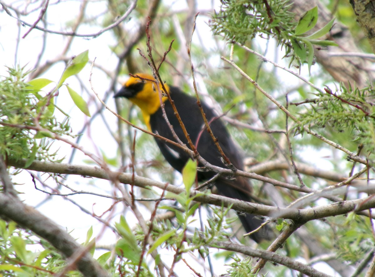Yellow-headed Blackbird - ML620008602