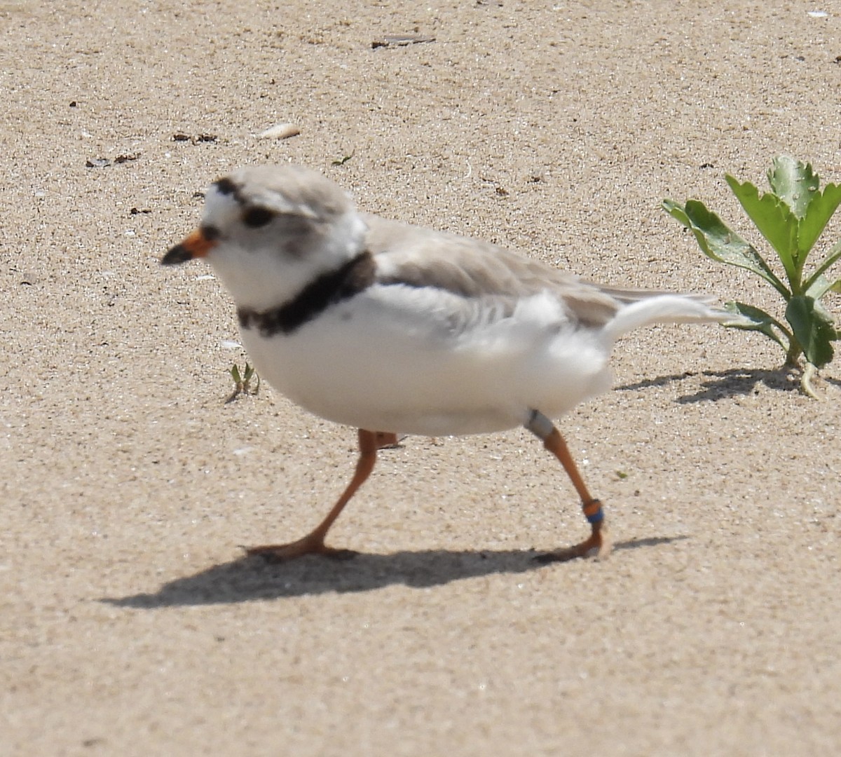 Piping Plover - ML620008628