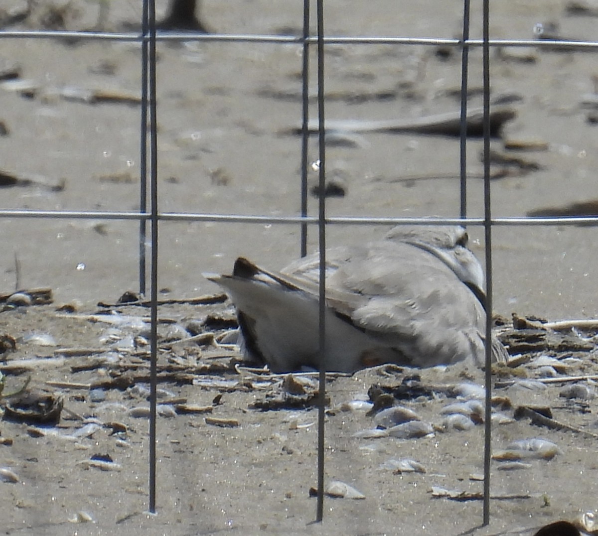 Piping Plover - ML620008629