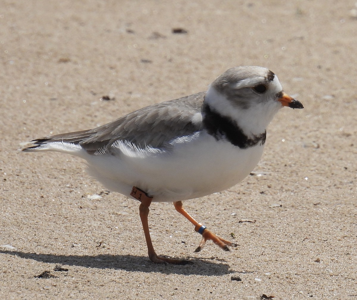 Piping Plover - ML620008630