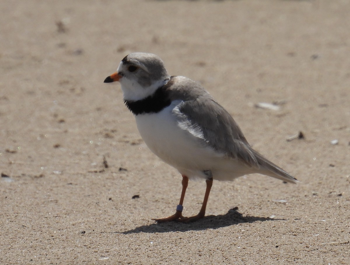 Piping Plover - ML620008631