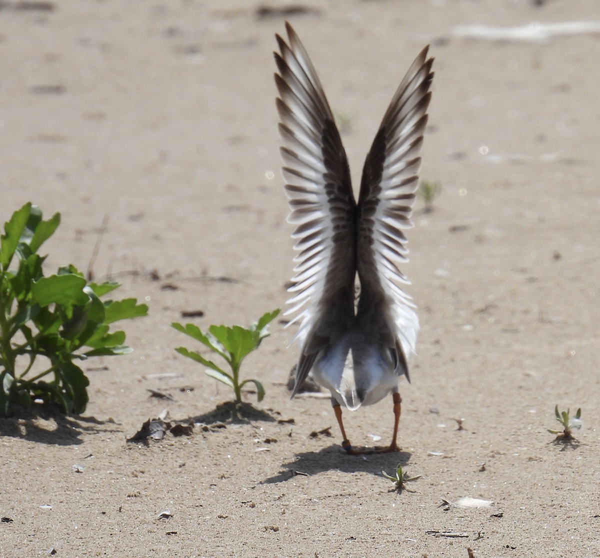 Piping Plover - ML620008633