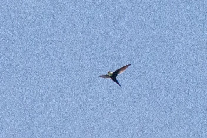 Lesser Swallow-tailed Swift - ML620008660