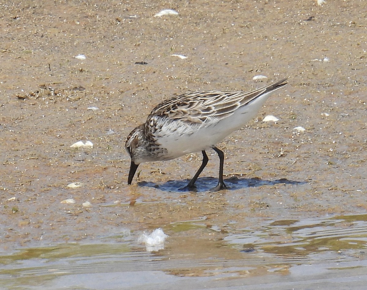 Semipalmated Sandpiper - ML620008662