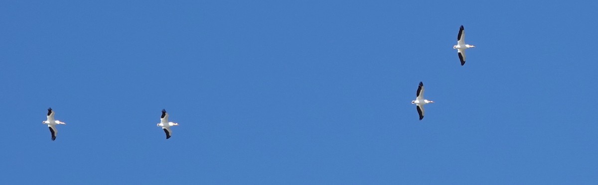 Пелікан рогодзьобий - ML620008672