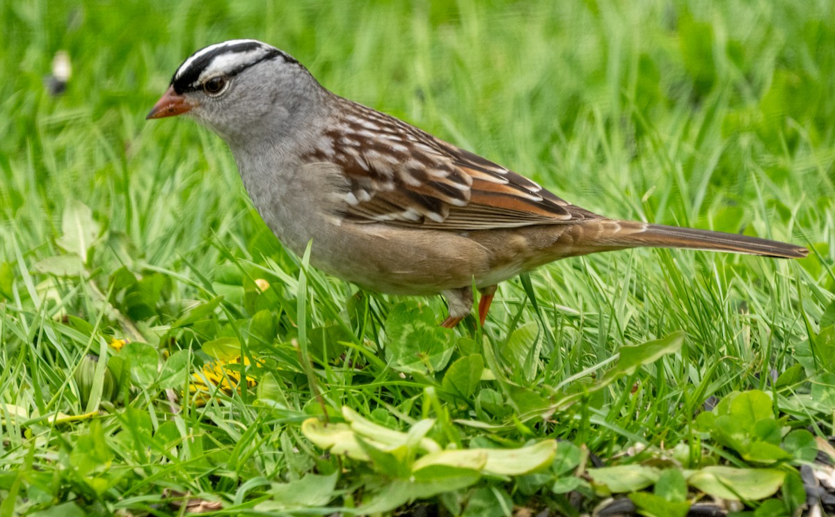 White-crowned Sparrow - ML620008674