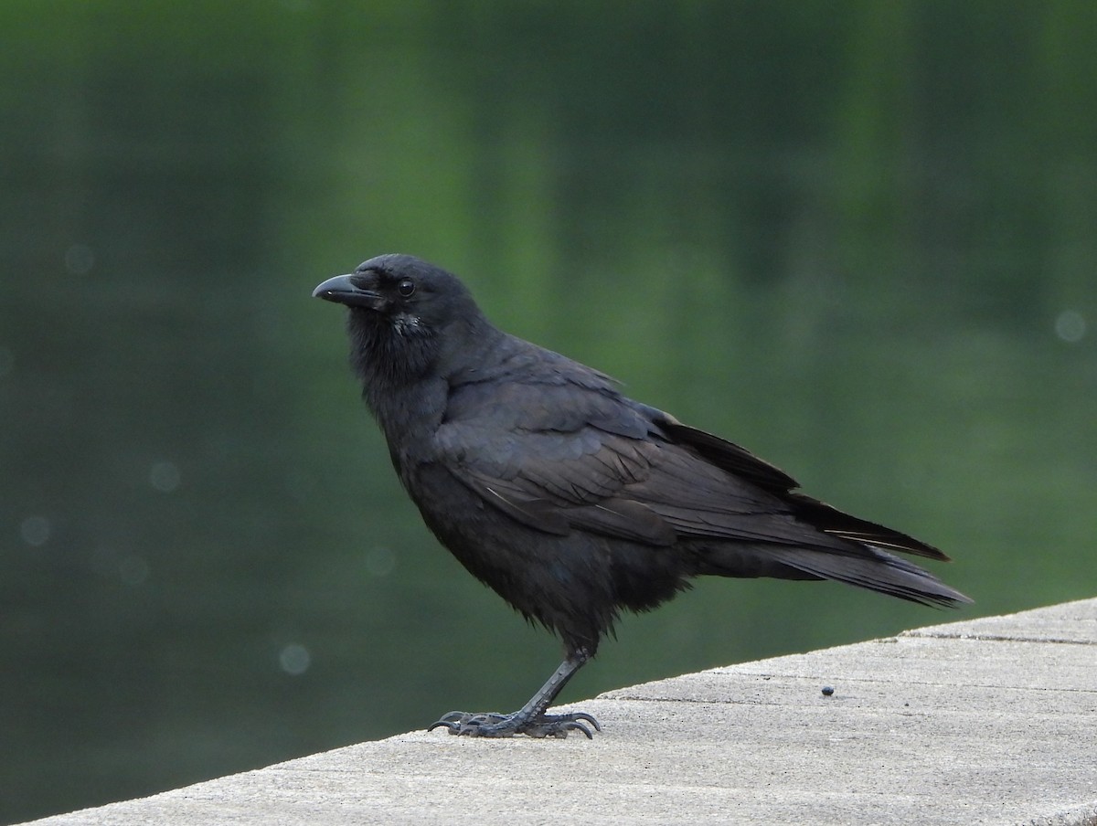 Fish Crow - ML620008701