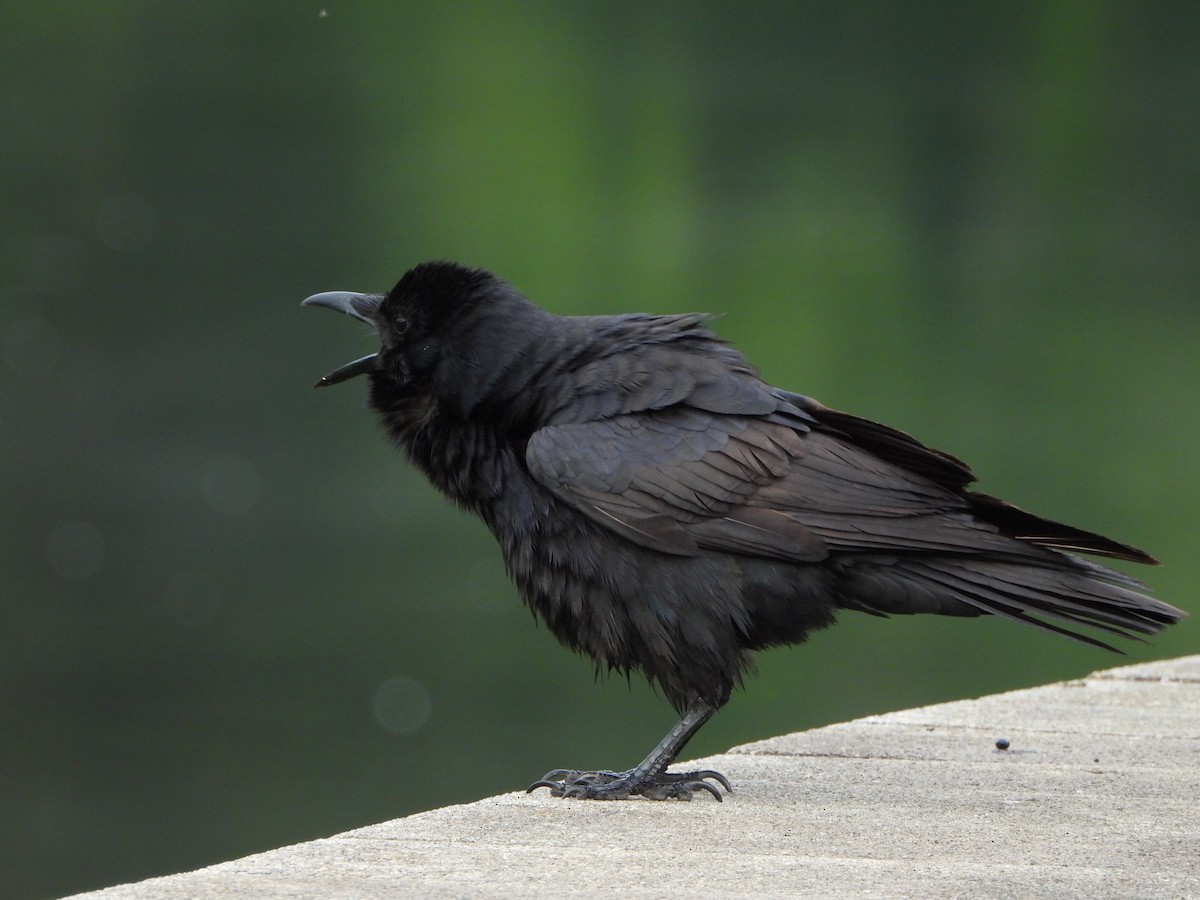 Fish Crow - Pete Huffer