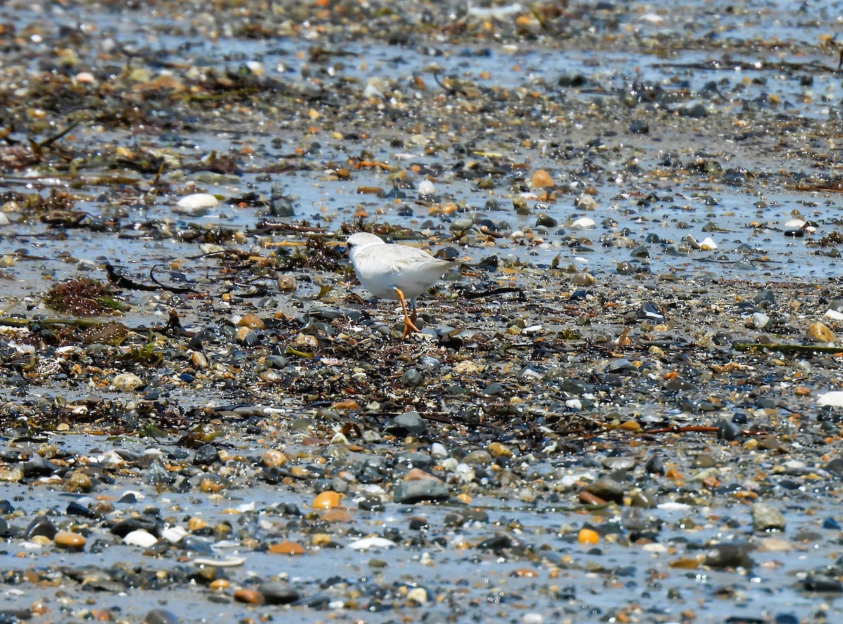 Piping Plover - ML620008710