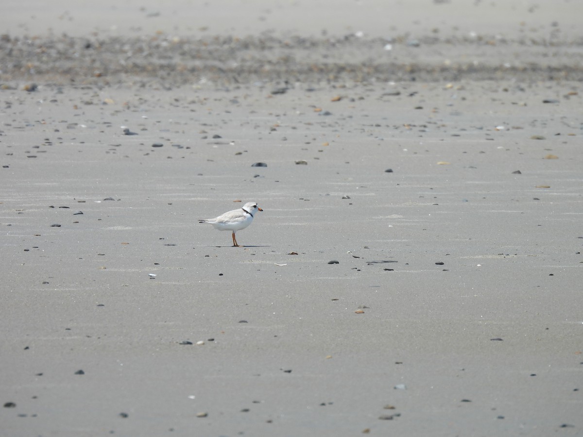 Piping Plover - ML620008711