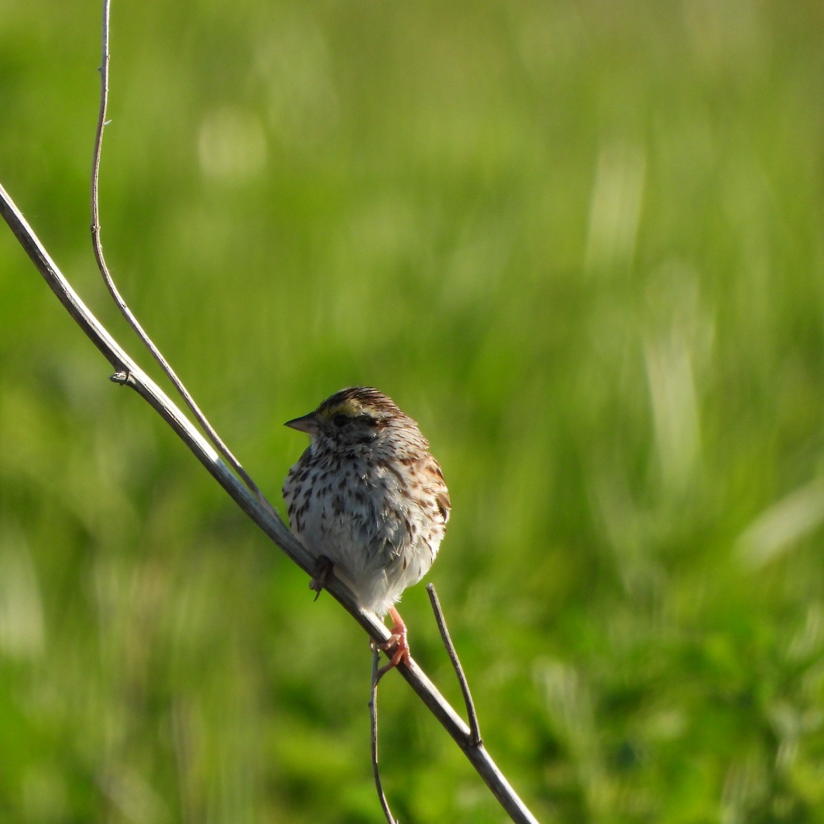Savannah Sparrow (Savannah) - ML620008721